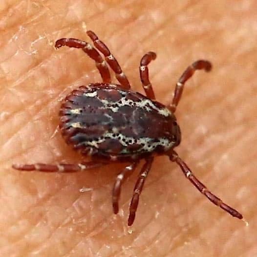 Steps to take when discovering a tick inside your home