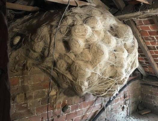 Man Discovers Nest in Attic, Goes Pale Upon Realizing What’s Inside