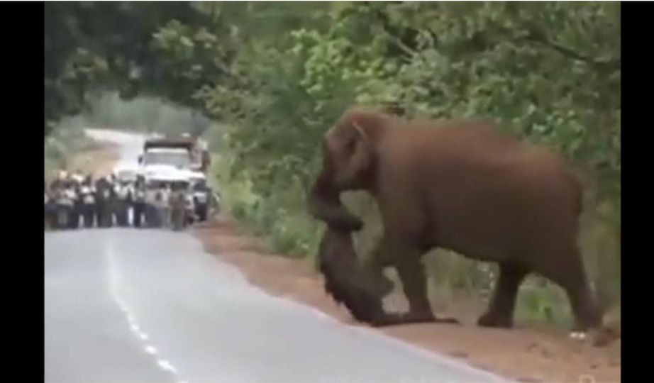 This will move you!! When they realized what this elephant was carrying in its trunk, they blocked the road…