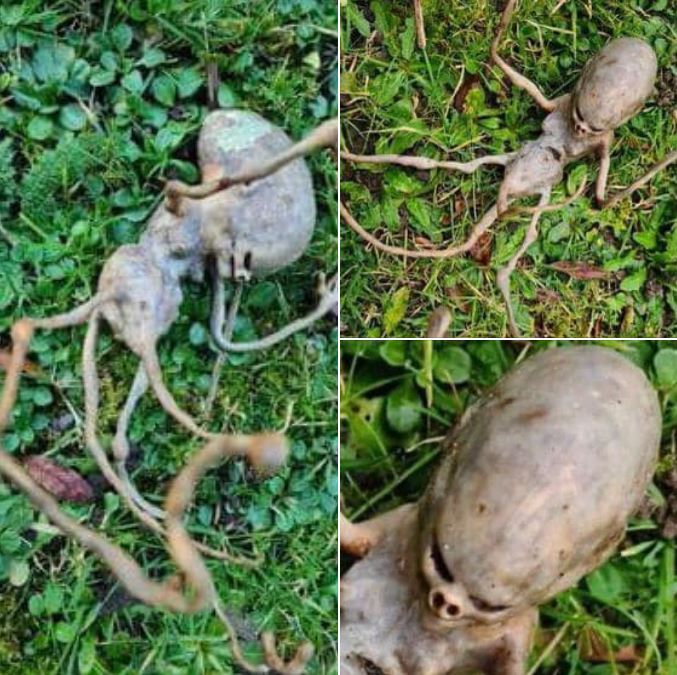 Neighbor Finds Strange ‘Alien’ In Their Backyard That Has The Internet Shocked