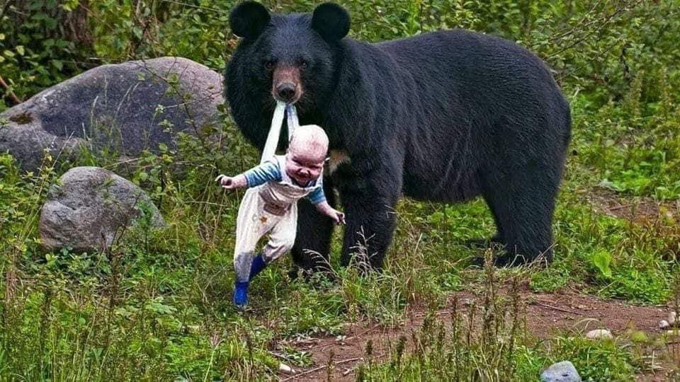 In a stunning turn of events, local ranger Peter, recently suspended from duty, has emerged as a hero after a daring encounter with a black bear carrying a baby. The incident, initially dismissed by fellow rangers and law enforcement, has taken a surprising twist, revealing a heartwarming and tragic story.