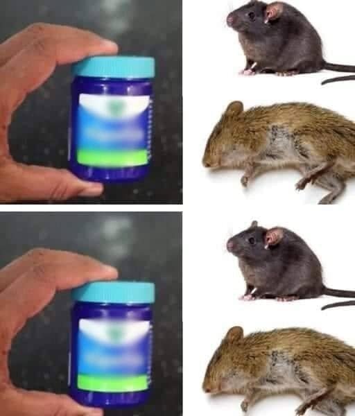 How to get rid of rats and mice naturally with Vick Vaporub Article in the first comment