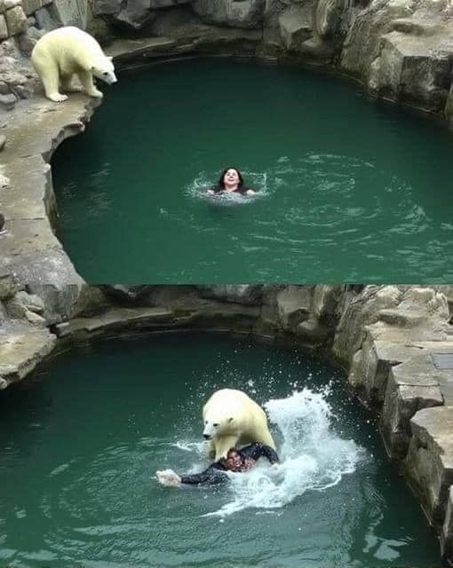 Visitor Has Close Call with Polar Bear at Berlin Zoo