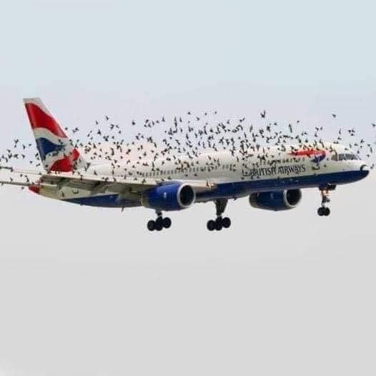 Pilot’s Emotional Response Upon Discovering Why Birds Were Flying Alongside His Plane