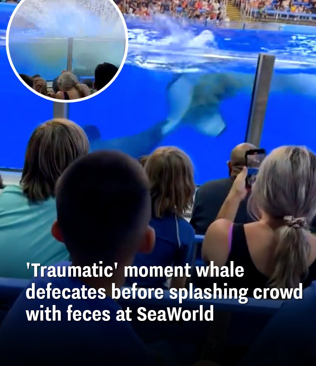 ‘Traumatic’ Moment Whale Defecates And Splashes Crowd With Feces At SeaWorld