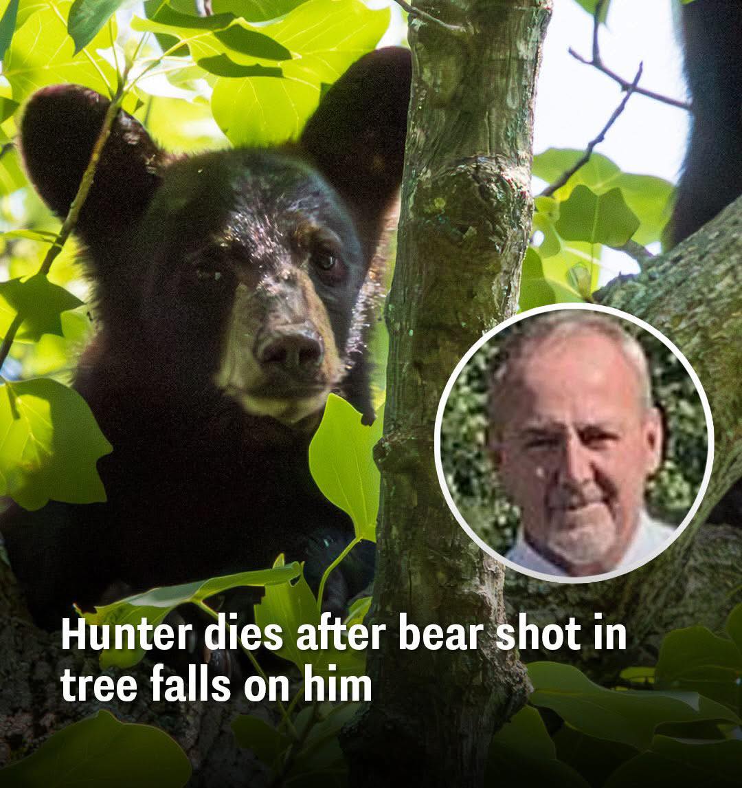 Hunter Dies After A Bear He Shot In A Tree Falls On Him.